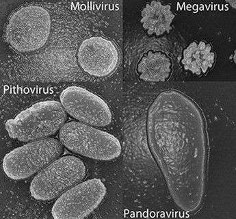 Hồi sinh virus cổ đại 30.000 năm tuổi