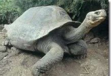 Quần đảo Galapagos - Nhiên liệu gây ô nhiễm bị cấm sử dụng