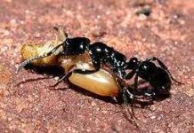 Kiến chúa có trí nhớ rất tốt