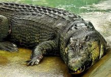 Cá sấu lớn nhất hành tinh nặng hơn một tấn