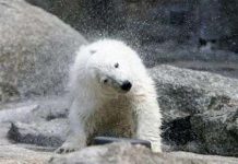 2/3 gấu Bắc Cực sẽ biến mất 2/3 gấu Bắc Cực sẽ biến mất