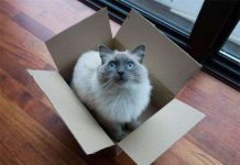 Mèo thích trốn trong hộp để giảm căng thẳng