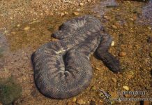 Kỹ năng siết chết con mồi khủng khiếp của “thủy quái” dài 2,5m Kỹ năng siết chết con mồi khủng khiếp của "thủy quái" dài 2,5m