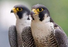 Loài người chỉ đáng xách dép cho loài chim này về tính chung thủy