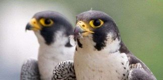 Loài người chỉ đáng xách dép cho loài chim này về tính chung thủy