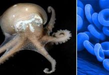 Phát hiện loài động vật có máu xanh kỳ lạ