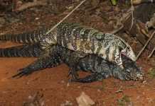 Thằn lằn đực giao phối với xác con cái