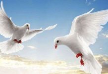 Bồ câu – Loài chim thông minh của thế giới động vật Bồ câu - Loài chim thông minh của thế giới động vật