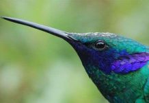 Không phải lúc nào động vật "to xác" cũng dành chiến thắng