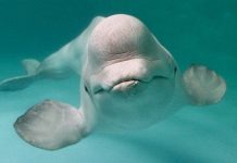 Nga dùng cá voi bảo vệ căn cứ hải quân?