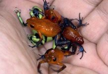 7 loài sinh vật nhỏ bé nhưng gây nguy hiểm chết người