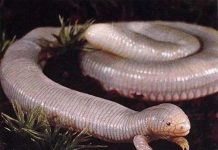 Loài bò sát lạ giống giun, rắn và rùa