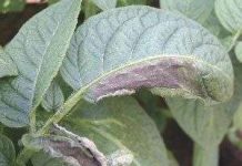 Khí ozone gây ô nhiễm khi ở mặt đất