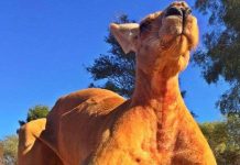 Kangaroo cơ bắp nhất thế giới Kangaroo cơ bắp nhất thế giới