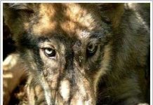 Loại sói phương Bắc khỏi danh sách nguy cơ tuyệt chủng Loại sói phương Bắc khỏi danh sách nguy cơ tuyệt chủng