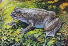 Hồi sinh loài cóc đẻ bằng miệng đã tuyệt chủng