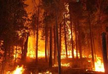 Khói bụi cháy rừng là sát thủ với nhân loại Khói bụi cháy rừng là sát thủ với nhân loại