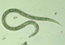 Khoa học giải mã thành công bộ gene của giun móc