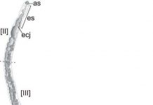 Ký sinh trùng mới mang tên Tổng thống Obama Ký sinh trùng mới mang tên Tổng thống Obama