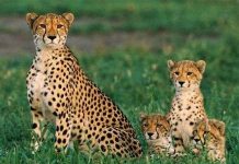 Nghe "giọng thật" dị hợm của các loài động vật