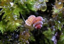 Loài ốc như sinh vật “ngoài hành tinh” nguy cơ tuyệt chủng Loài ốc như sinh vật "ngoài hành tinh" nguy cơ tuyệt chủng