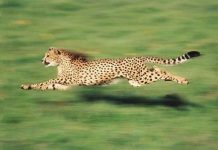 Loài động vật nào nhanh nhất hành tinh? Loài động vật nào nhanh nhất hành tinh?