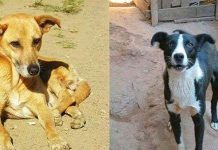 Chó sói được thuần hóa nhờ ăn thức ăn thừa của người