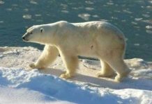 Loài người phải thích nghi nếu muốn tồn tại