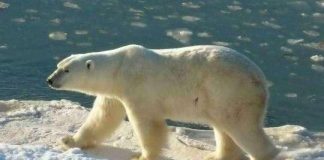 Loài người phải thích nghi nếu muốn tồn tại