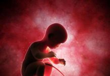 Đố bạn: Rốn của con gà nằm ở đâu?