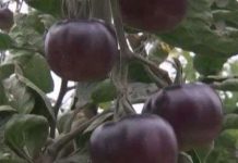 Chiêm ngưỡng cà chua lạ ruột đỏ, vỏ đen