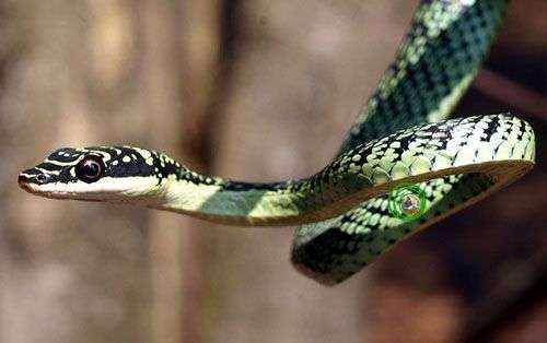 Vẻ đẹp của các loài rắn Việt Nam