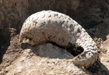 Tê tê đối mặt với nguy cơ đe dọa tuyệt chủng từ con người Tê tê đối mặt với nguy cơ đe dọa tuyệt chủng từ con người