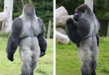 Kỳ lạ khỉ đột đi lại như người
