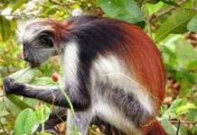 Tóc đỏ "mọc" từ đâu ra?