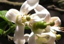 Kỹ thuật trồng bưởi