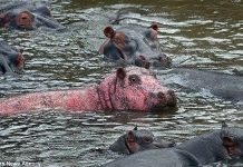 Bắt gặp hà mã hồng hiếm ở Kenya