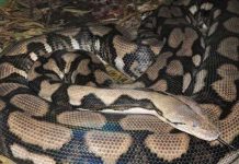 Trăn đẻ con không cần giao phối