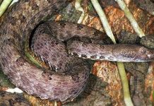 Phát hiện một loài rắn lục mới tại Cao Bằng