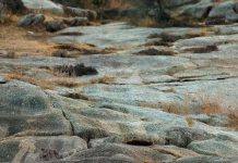 Báo hoa tàng hình trên bãi đá Báo hoa tàng hình trên bãi đá