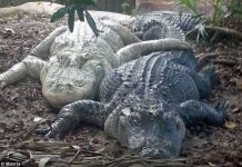 Dương vật cá sấu luôn sẵn sàng "lâm trận"