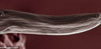 Loài vật có "chuyện giường chiếu" kỳ dị nhất hành tinh