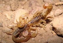 10 loài động vật có tập tính giao phối kì lạ trên thế giới 10 loài động vật có tập tính giao phối kì lạ trên thế giới