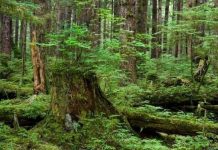 Rừng già là bể chứa cácbon quan trọng