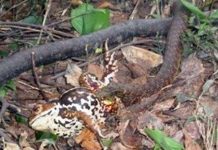 Kinh ngạc loài rắn hổ biết “ăn trộm” chất kịch độc