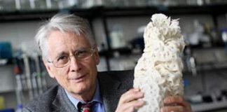 Bọt biển - Tủ thuốc trong thiên nhiên