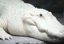 Cá sấu bạch tạng qua đời Cá sấu bạch tạng qua đời