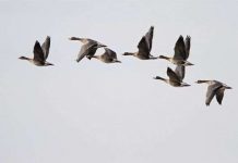 Ngỗng trời có thể bay trong điều kiện nghèo oxy