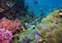 Thiết bị mô phỏng môi trường biển