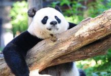 Gấu trúc khổng lồ đã biến mất trong Sách Đỏ